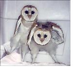 South Bay Wildlife Rehab